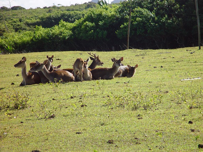 Mauritius 2006 (172).JPG